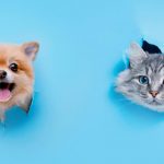 cats are better than dogs