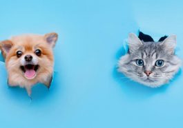 cats are better than dogs