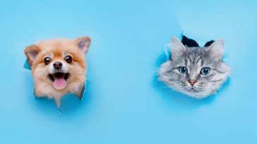 cats are better than dogs