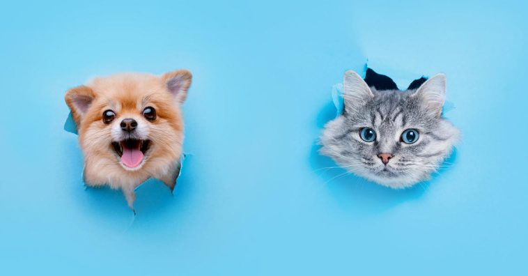 cats are better than dogs