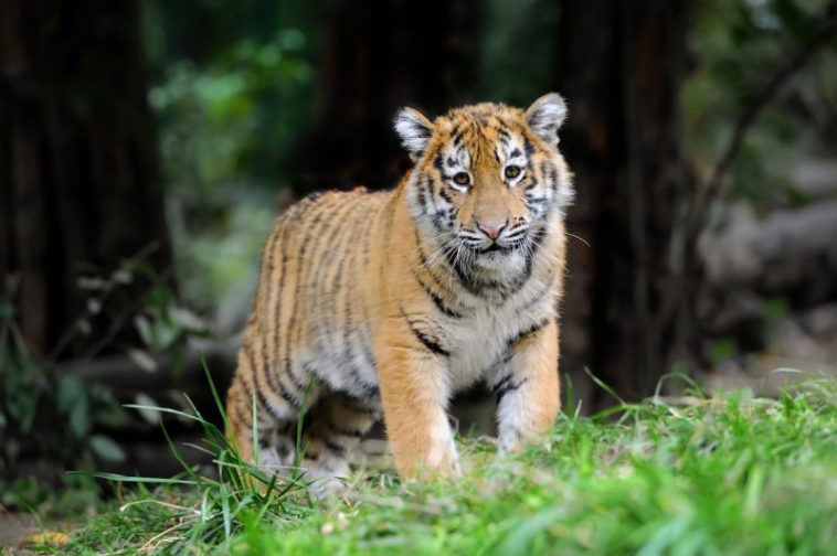 6 Tiger Cub Facts You Need To Know About Apecape