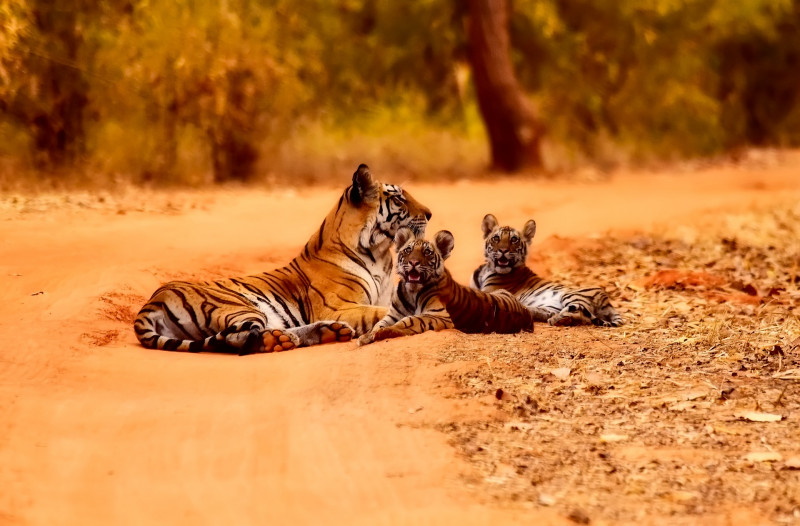 Tiger Cub Facts - Indian Tiger and Cubs