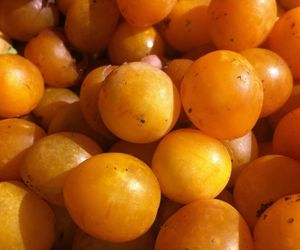 Food Quiz-Greengage