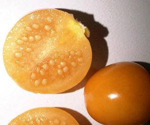 Food Quiz-IncaBerries