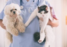 What a vet does - Main