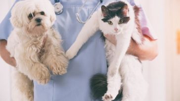 What a vet does - Main