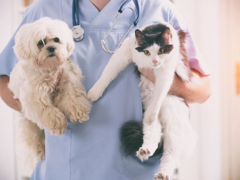 What a vet does - Main