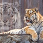 Spirit Animal - Main