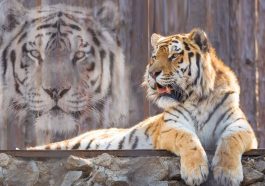 Spirit Animal - Main