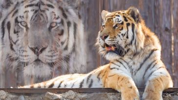 Spirit Animal - Main